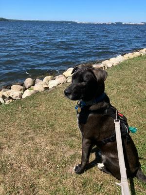 Percy, Labrador Retriever, adult, available for adoption