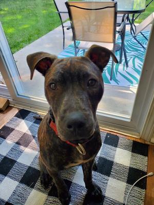 Kegan (Cooper), Pit Bull Terrier, adult, available for adoption