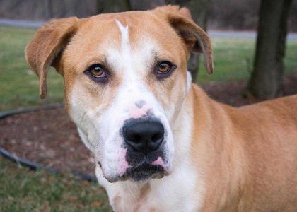 Boulder, St. Bernard / Boxer, adult, available for adoption