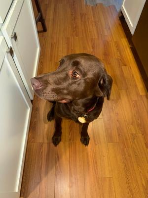 Rio, Labrador Retriever, adult, available for adoption