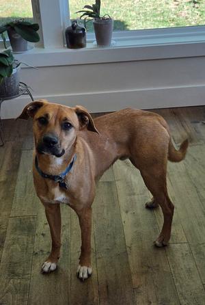 A brown dog with a blue collar standing on a wooden floor in front of a window.