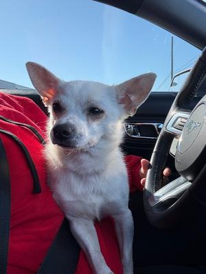Scout, Chihuahua, adult, available for adoption
