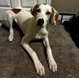 Stewie/Nova, Hound (Unknown Type) / Labrador Retriever, puppy, available for adoption