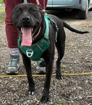 Zara, Pit Bull Terrier, adult, available for adoption