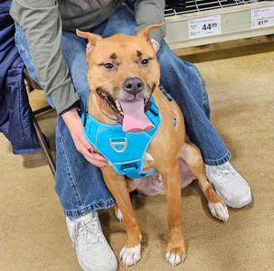 Kirby, Terrier (Unknown Type, Medium), adult, available for adoption