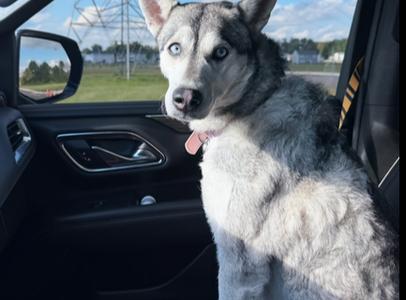 Eevee, Husky, adult, available for adoption