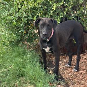 A black dog with a white chest patch standing on a grassy area with a bush in the background.