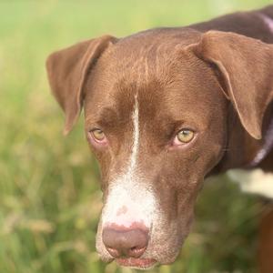 Close-up of a brown dog with a white stripe on its face, looking directly at the camera.