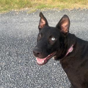 Oreo, Cattle Dog, Australian (Blue Heeler), available for adoption