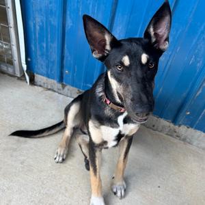 Dorito, Shepherd, German, available for adoption