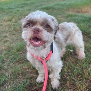A small, fluffy dog with light brown and white fur is standing on a grassy field. The dog has a pink collar and leash, and its mouth is open with its tongue out, giving it a happy expression. Its eyes are wide and alert, and its ears are slightly floppy. The background is a natural outdoor setting with green grass.