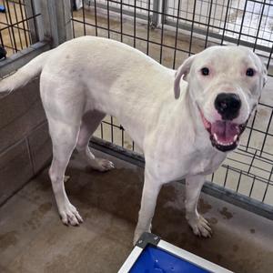 Regina George, Great Dane, adult, available for adoption