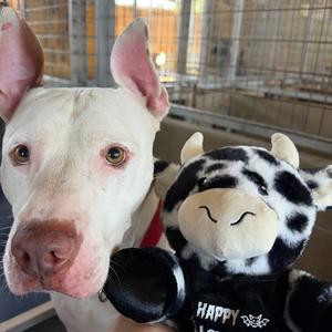 Mento, Terrier, Pit Bull, adult, available for adoption