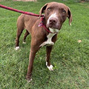 A brown dog with white markings on its chest and face stands on a grassy lawn, looking towards the camera with a red leash attached to its collar.