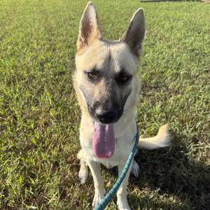 Bud(+), Shepherd, German, adult, available for adoption
