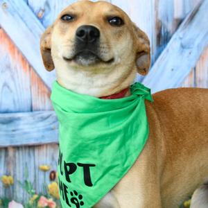 Andy, Mixed Breed (Medium), young, available for adoption