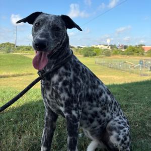 Cruella, Dalmatian, available for adoption