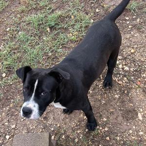 A black and white dog with floppy ears and white markings on its face stands on a patch of dirt and grass.