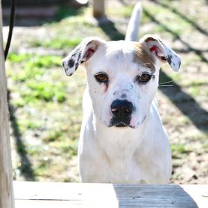 Close-up of a white pit bull mix dog with brown patches on its ears and head, looking directly at the camera.