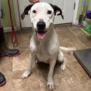 Lucy, Pointer, adult, available for adoption