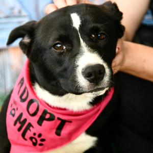 Savanna, Terrier, Pit Bull, young, available for adoption