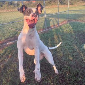 A white dog with brown patches on its ears and face is standing on its hind legs in a grassy area, with its front paws raised and its mouth open, appearing to be excited or playful. The background shows a chain-link fence and some greenery.