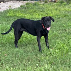 black dog standing in grass