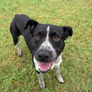 Justice, Cattle Dog, Australian (Blue Heeler), adult, available for adoption