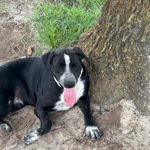 Simon, Terrier, Pit Bull, available for adoption