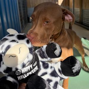 Tyson, Terrier, Pit Bull, young, available for adoption