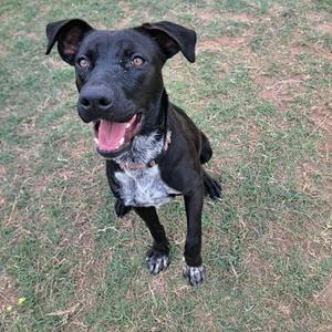 A black dog with a white chest sits on grass.