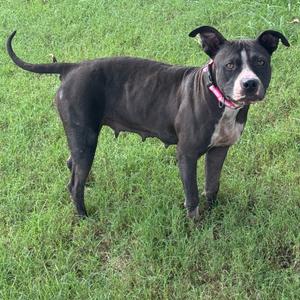 A medium-sized dark-colored dog with a white chest and face markings stands on a patch of green grass.