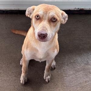Riley, Carolina Dog, available for adoption