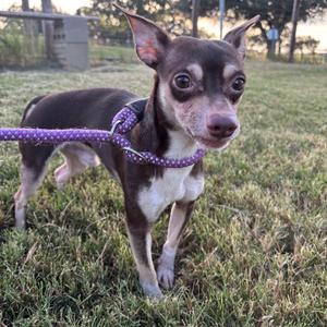 A small brown and white dog with large ears and a purple leash standing on grass.