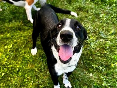 Oopsie-Daisy, Mixed Breed, young, available for adoption