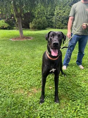 Hugh Mongoose, Mixed Breed, adult, available for adoption