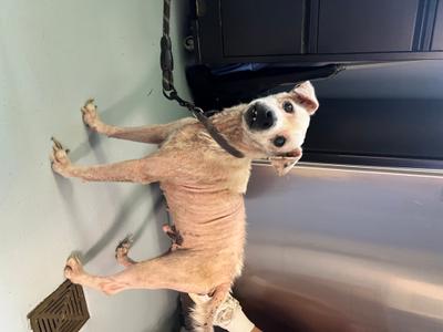 Hobart, Mixed Breed, senior, available for adoption