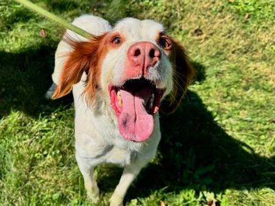 Bonnie, Mixed Breed, adult, available for adoption