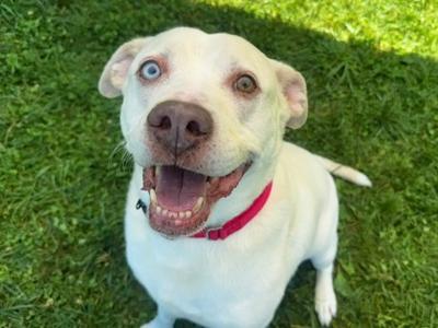 Hippo (49584811), Mixed Breed, senior, available for adoption