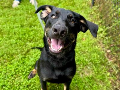Fae, Mixed Breed, young, available for adoption
