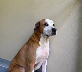 A brown and white dog sitting on a blue surface, looking to the side.