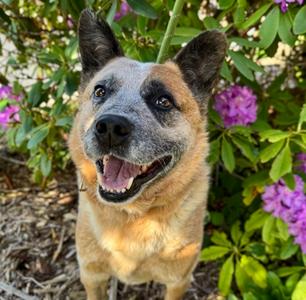 George, Mixed Breed, senior, available for adoption