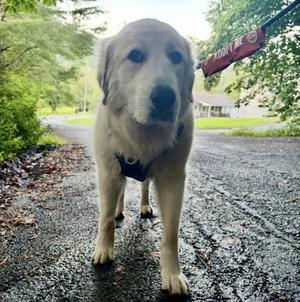 Jumper Cables, Mixed Breed, senior, available for adoption