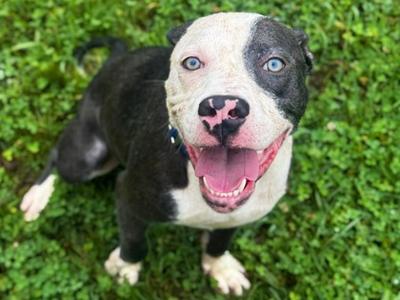 Lenny (61269006), Mixed Breed, young, available for adoption