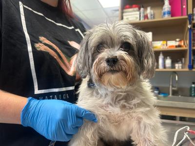 Dudley, Mixed Breed, senior, available for adoption