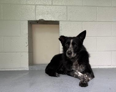 Holyfield, Mixed Breed, adult, available for adoption