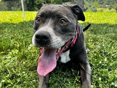 Raven, Mixed Breed, adult, available for adoption