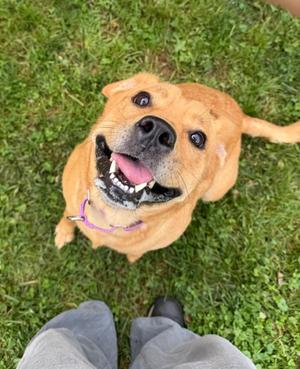 Reece, Mixed Breed, adult, available for adoption