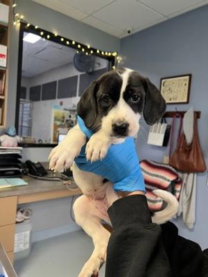 Twinkle, Mixed Breed, puppy, available for adoption