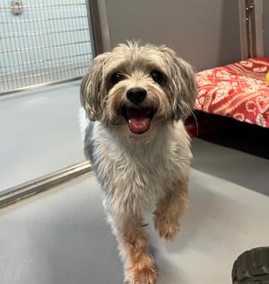 Dash of Cinnamon, Mixed Breed, senior, available for adoption
